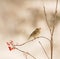 Female Blackcap eating a berry