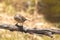 Female blackcap posing on a branch