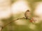 Female Blackcap on twig