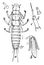 Female Blister Beetle, vintage illustration