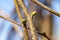 A female blossom of a hazelnut Corylus avellana in the sunshine