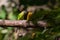 Female Blossom-headed Parakeet on a feeding perch in a zoo