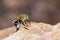 Female blue banded bee on rock