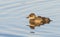 Female Blue-Billed Duck