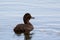 Female Blue-billed Duck swimming at Lake Seppings, Albany, Western Australia