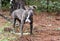 Female blue brindle Pitbull Terrier outside on a leash