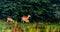 Female Blue Bull with herds