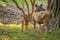 Female blue bull or nilgai - Asian antelope standing in Ranthambore National park, Rajasthan, India