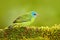 Female of Blue Dacnis, Dacnis cayana, exotic tropic blue tanager with red head, Costa Rica. Blue and green songbird in nature habi