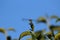 A female blue dasher dragonfly silhouetted against the blue sky