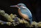 Female blue European kingfisher seen from the side resting on a branch on a dark background