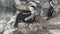 Female blue-eyed cormorant sitting in nest with chicks