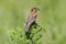 Female Blue Grosbeak (Passerina caerulea)