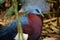 Female blue pheasant bird
