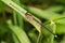 Female Blue-tailed Damselfly rufescens Ischnura elegans