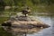 Female blue-winged teal standing on rock in lake, Adirondack Mountains.