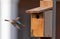 Female bluebird arriving at birdhouse