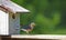 A female Bluebird bringing sticks to her nest.