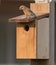 Female bluebird on house with food