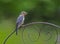 A female Bluebird perched with a green background.