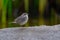 Female of Bluethroat, beautiful chubby grey bird standing on muddy spot in wetland during migration season to Thailand