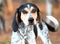 Female Bluetick Coonhound hunting dog with large floppy ears wagging tail