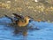 Female Boat-tailed Grackle