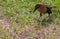 Female boat-tailed grackle