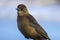 Female boat-tailed grackle closeup