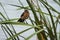 Female boat tailed grackle on leaves