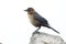 Female Boat-tailed Grackle perched on a rock - Florida