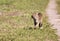 Female Bobcat on the walk.