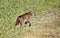 Female Bobcat on the walk.