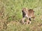 Female Bobcat on the walk.