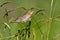 Female Bobolink (dolichonyx oryzivorus)