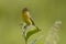 Female Bobolink, Dolichonyx oryzivorus, perched on leaf