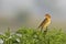 Female Bobolink, Dolichonyx oryzivorus, on plant