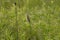 Female  Bobolink Dolichonyx oryzivorus sitting on a branch.