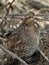 Female Bobwhite Quail