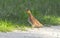 Female bobwhite quail running across a desolate country road in Florida