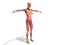 A female body anatomy for books 3d render on white