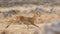 Female Bohor Reedbuck Running