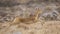 Female Bohor Reedbuck Running