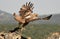 Female Bonelli`s eagle flies with the prey between the claws