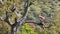 Female bonelli\'s eagle perched on a branch.