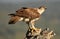 Female Bonelli`s eagle perched with its prey between the claws