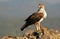 Female Bonelli`s eagle perched with its prey between the claws