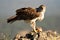 Female Bonelli`s eagle perched with its prey between the claws