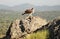 Female Bonelli`s eagle perched with the territory at her back