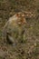 Female Bonnet Macaque monkey